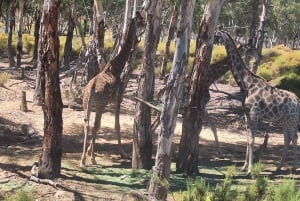 Cape Town: Aquila Game Reserve & V&A Waterfront Tour w/Lunch