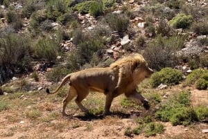 Cape Town: Aquila Game Reserve & V&A Waterfront Tour w/Lunch