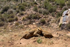 Cape Town: Aquila Game Reserve & V&A Waterfront Tour w/Lunch