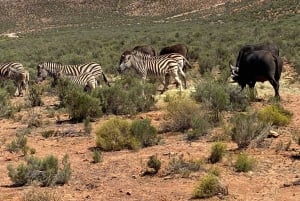 Cape Town: Aquila Game Reserve & V&A Waterfront Tour w/Lunch