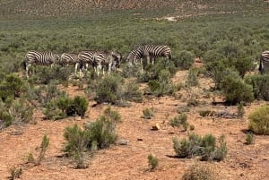 Cape Town: Aquila Game Reserve & V&A Waterfront Tour w/Lunch