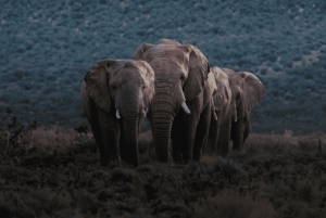 Aquila Private Game Reserve Full Day Safari