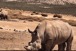 Aquila Private Game Reserve Full Day Safari