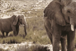 Aquila Private Game Reserve Full Day Safari