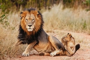 Reserva Privada de Caza Aquila: Safari al atardecer con entrada
