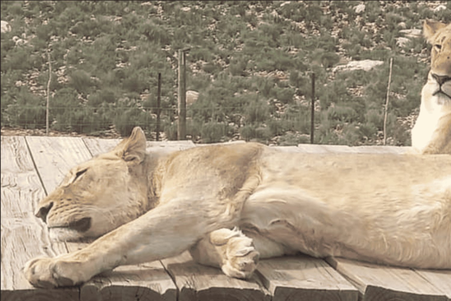 Aquila Private Game Reserve Sunset Safari