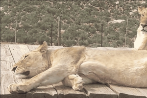 Safári ao pôr do sol na Reserva de Caça Privada de Aquila