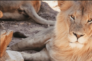 Safári ao pôr do sol na Reserva de Caça Privada de Aquila