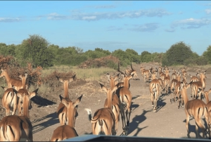 Safári ao pôr do sol na Reserva de Caça Privada de Aquila