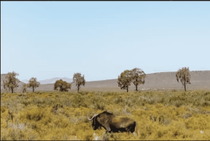 Safári ao pôr do sol na Reserva de Caça Privada de Aquila