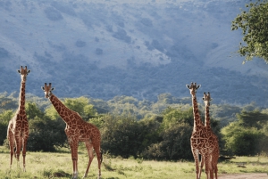 Safári ao pôr do sol na Reserva de Caça Privada de Aquila