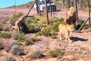 Safári ao pôr do sol na Reserva de Caça Privada de Aquila
