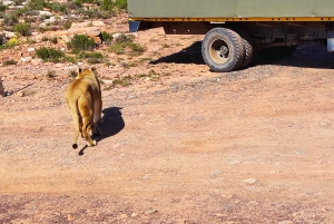 Safári ao pôr do sol na Reserva de Caça Privada de Aquila