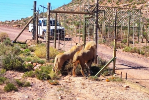 Safári ao pôr do sol na Reserva de Caça Privada de Aquila