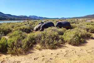 Safári ao pôr do sol na Reserva de Caça Privada de Aquila