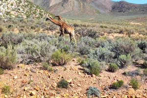 Safári ao pôr do sol na Reserva de Caça Privada de Aquila