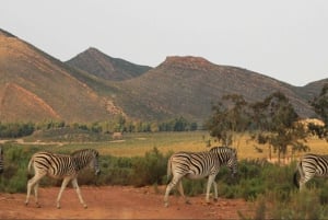 Aquila Reserve: Private Tagestour mit Gemeinschafts-Safari