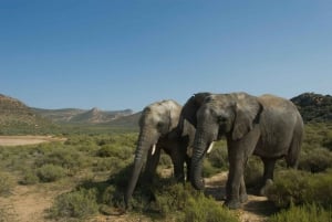 Aquila Reserve: Private Day Tour with Shared Game Drive