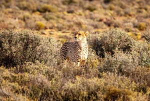 Aquila Reserve Safari with Lunch and Wine tasting