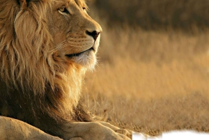 Aquila Reserve Safari with Lunch and Wine tasting