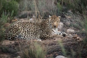 Aquila: Safari Game Drive