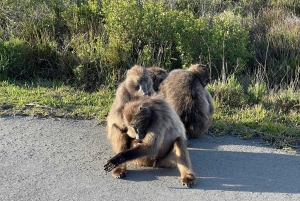 Aquila sunset safari Game reserve Group Tour