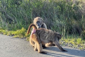 Aquila sunset safari Game reserve Group Tour