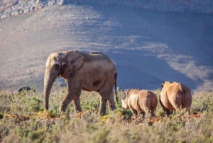 Aquila sunset safari Game reserve Group Tour