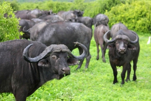 Aquila sunset safari Game reserve Group Tour