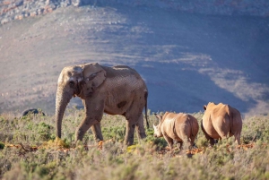 Aquila sunset safari Game reserve Group Tour