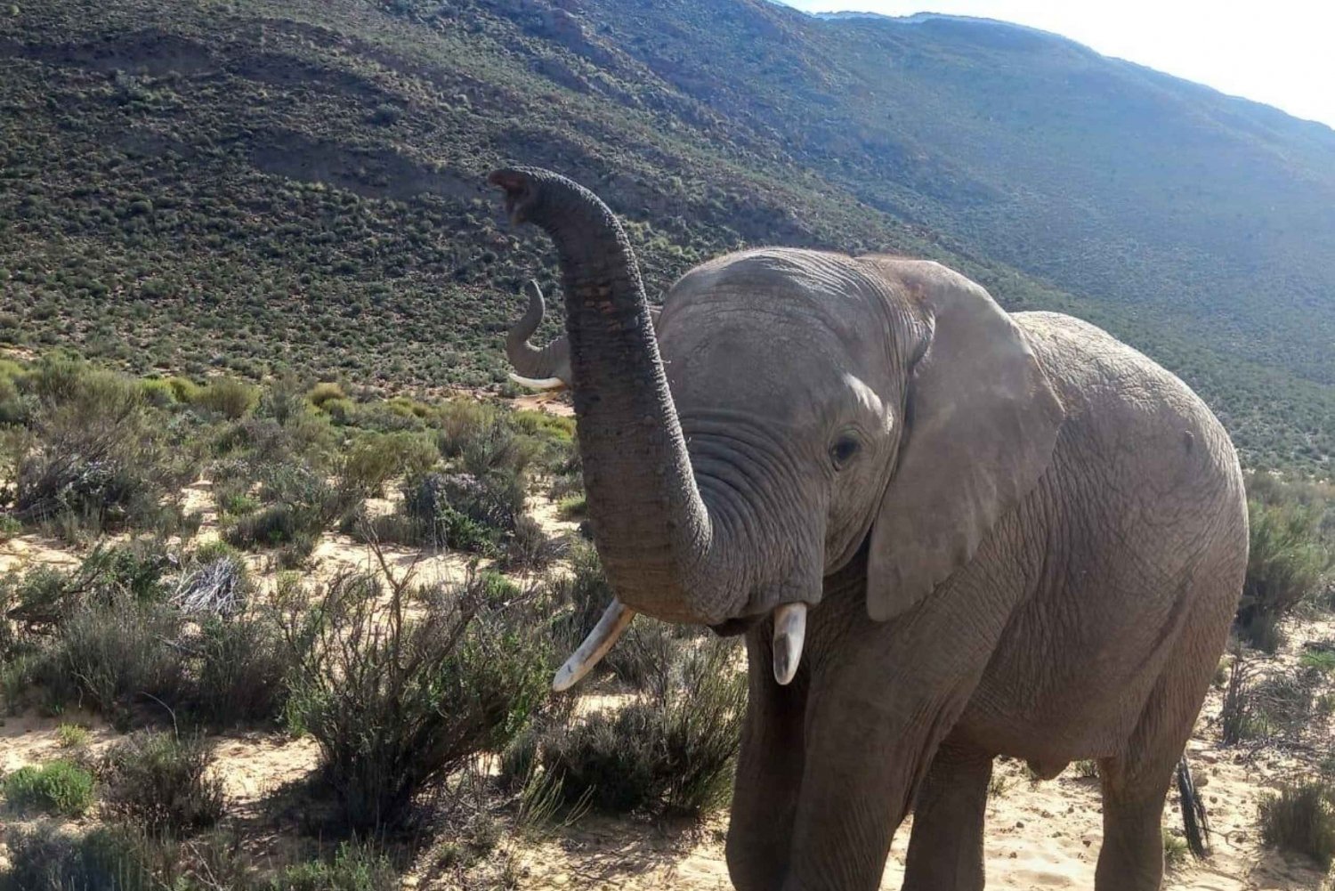 Desde Ciudad del Cabo: Safari al Atardecer en la Reserva de Caza de Aquila