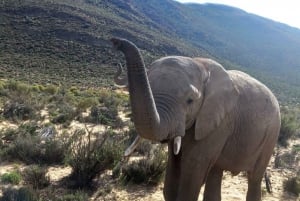 Vanuit Kaapstad: Aquila Game Reserve Zonsondergang Game Drive