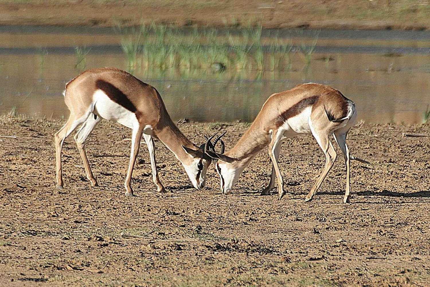 Zelf rijden Aquila Safari Game Reserve Namiddag Game Drive