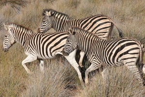 Selvkjørende Aquila Safari Game Reserve ettermiddagstur på egen hånd