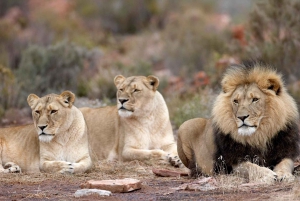 Aquila Safari Game Reserve Iltapäivän riista-ajo Aquila Safari Game Reserve