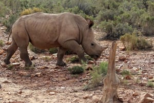 Zelf rijden Aquila Safari Reserve vroege ochtend gamedrive