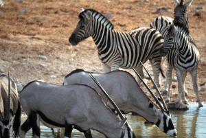 Självkörning Aquila Safari Reserve Tidig morgon Game Drive