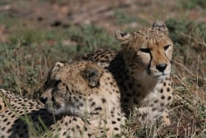 Zelf rijden Aquila Safari Reserve vroege ochtend gamedrive