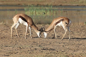 Samodzielna jazda Aquila Safari Reserve Early Morning Game Drive