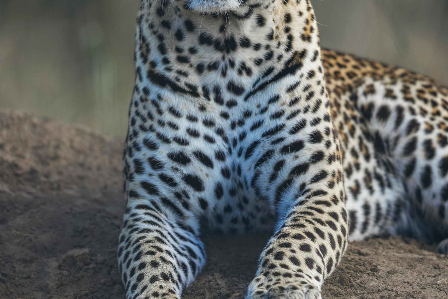 Aquila safari al atardecer Excursión en grupo por la reserva de caza