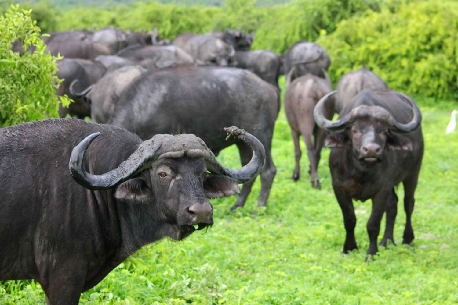Aquila safari al atardecer Excursión en grupo por la reserva de caza