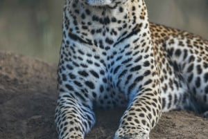 Aquila safari al atardecer Excursión en grupo por la reserva de caza