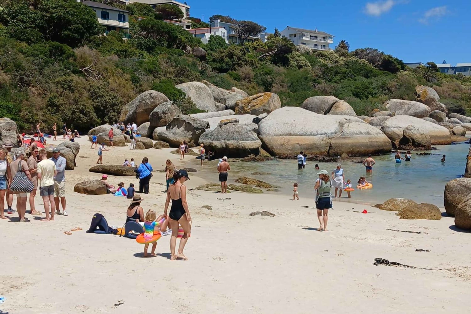 Giornata in spiaggia a Boulder's Beach e osservazione dei pinguini, mezza giornata
