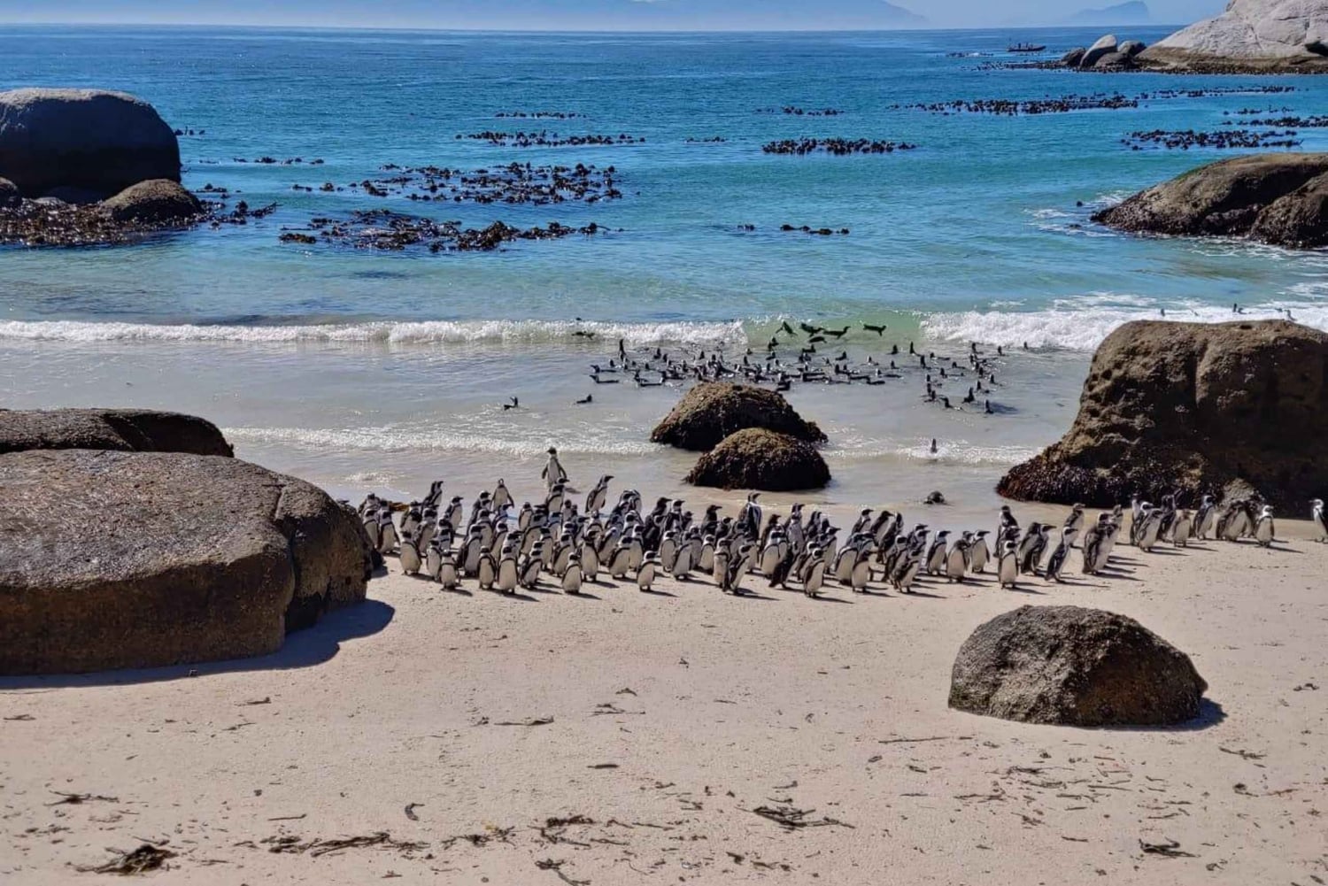 Giornata in spiaggia a Boulder's Beach e osservazione dei pinguini, mezza giornata