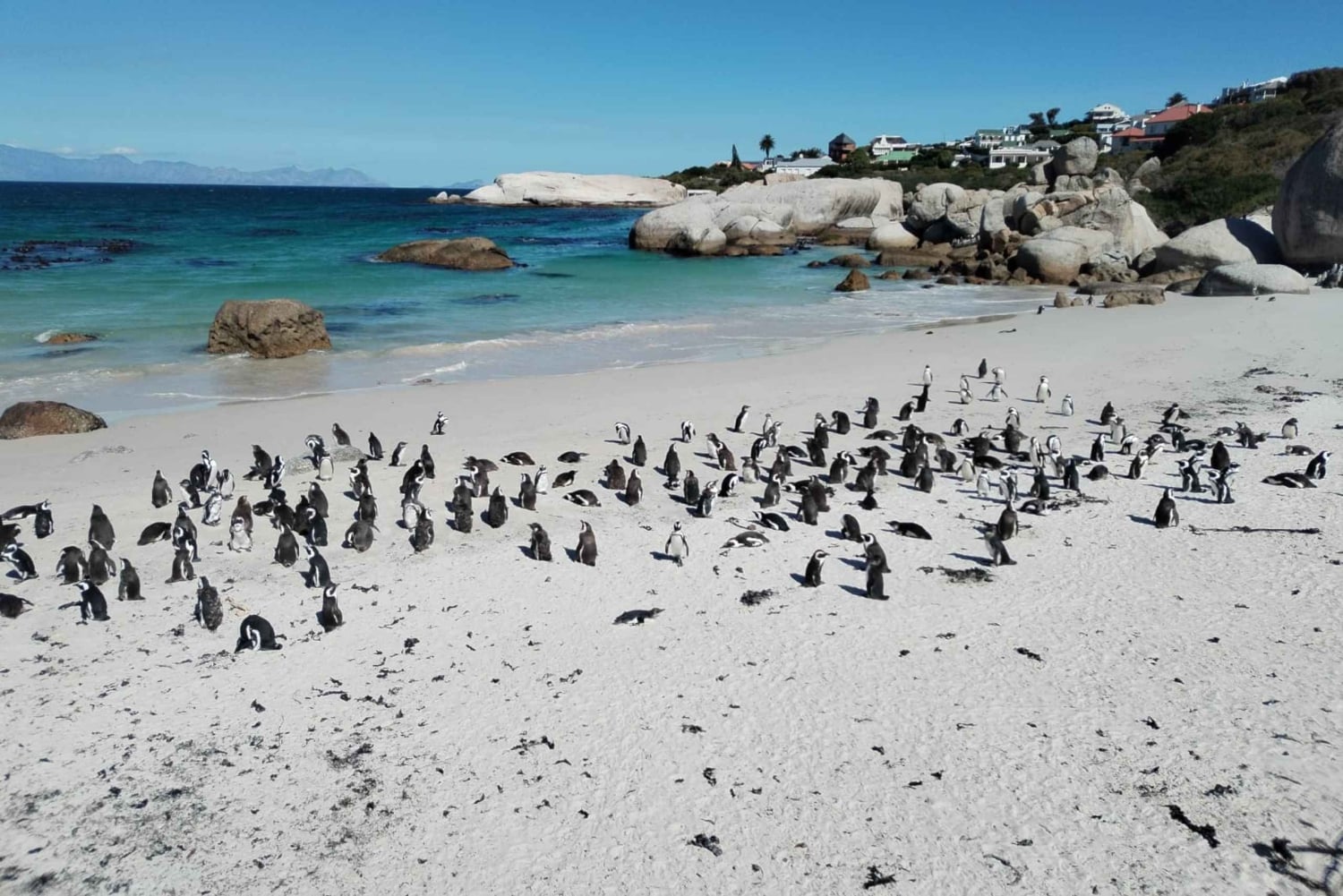Giornata in spiaggia a Boulder's Beach e osservazione dei pinguini, mezza giornata