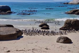 Giornata in spiaggia a Boulder's Beach e osservazione dei pinguini, mezza giornata