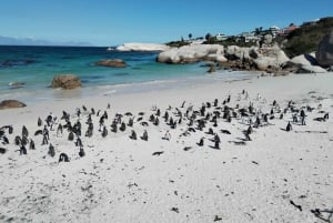 Giornata in spiaggia a Boulder's Beach e osservazione dei pinguini, mezza giornata