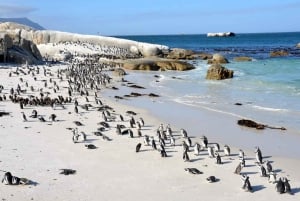 Giornata in spiaggia a Boulder's Beach e osservazione dei pinguini, mezza giornata