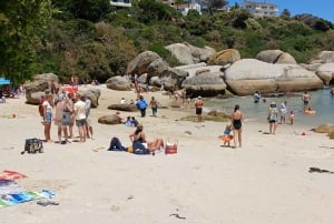Giornata in spiaggia a Boulder's Beach e osservazione dei pinguini, mezza giornata