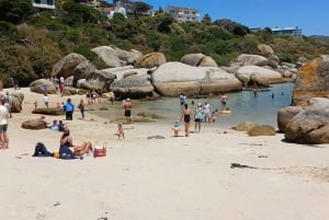 Giornata in spiaggia a Boulder's Beach e osservazione dei pinguini, mezza giornata